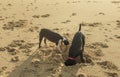 Two dogs digging a hole on the beach Royalty Free Stock Photo