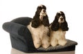 Two dogs on a doggy bed