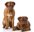 Two dogs Royalty Free Stock Photo