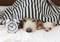 Close up image of golden retriever and chihuahua dog lying down in bed under black and white stripes blanket with white alarm