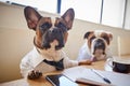 Two Dogs Dressed As Businessmen Having Meeting In Boardroom Royalty Free Stock Photo