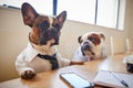 Two Dogs Dressed As Businessmen Having Meeting In Boardroom Royalty Free Stock Photo