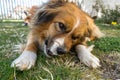 Two dogs enjoy a bone in the home garden