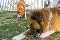 Two dogs enjoy a bone in the home garden