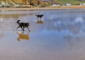 Two dogs enjoying running on a wet sandy beach on a warm summer