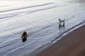 Two dogs explore the shoreline, enjoying the gentle sea breeze Royalty Free Stock Photo