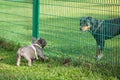 Two dogs facing each other, separated by fence Royalty Free Stock Photo