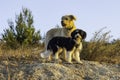 Two Dogs in a Fallow Field