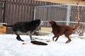 Two dogs fighting in a backyard during winter