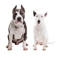 two dogs fighting breeds - American pit bull terrier and bull terrier - sit on a white background in studio isolated Royalty Free Stock Photo