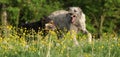 Two dogs fighting with each other in yellow flowers Royalty Free Stock Photo