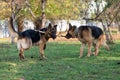 Two Dogs Fighting Over Stick Royalty Free Stock Photo