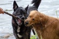 Two dogs fighting over a stick Royalty Free Stock Photo