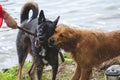 Two dogs fighting over a stick Royalty Free Stock Photo