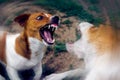 Two dogs are fighting on the street. Agressive dogs. Dog attack.