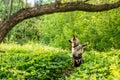 Two dogs in a forest. Green nature and happy pets animals. One big another small. Two dogs friends