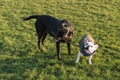 Two dogs, a French Bull Dog and a black labrador play with the same stick on grass outside. The little dog is wearing a coat and Royalty Free Stock Photo