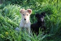 Two dogs friend, black and white Royalty Free Stock Photo