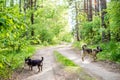 Two dogs friends in a forest road. One small another bigger. Happy pets in nature