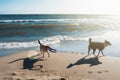 Two dogs with frisbee running on the sand dune at the beach in t Royalty Free Stock Photo