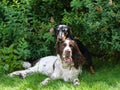 Two dogs funny playing rough in grass Royalty Free Stock Photo