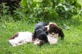 Two dogs funny playing rough in grass Royalty Free Stock Photo