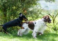 Two dogs funny playing rough on green grass Royalty Free Stock Photo