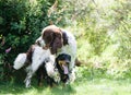 Two dogs funny playing rough on green grass Royalty Free Stock Photo