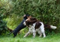 Two dogs funny playing rough on green grass Royalty Free Stock Photo