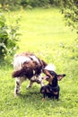 Two dogs funny playing rough on green grass Royalty Free Stock Photo