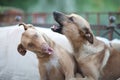 Two dogs in the game Royalty Free Stock Photo