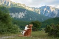 Two dogs gaze into the distance, serene in a mountainous landscape, embodying the spirit of outdoor adventure