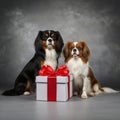 Two dogs with a gift box Royalty Free Stock Photo