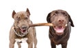 Two dogs gnaw one stick Royalty Free Stock Photo
