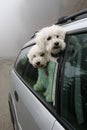 Two dogs going for a ride in the car Royalty Free Stock Photo
