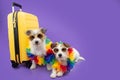Two dogs going on vacation. Isolated on purple background