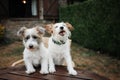 Two dogs going on vacation on rural hotel or Country cottage. Pet friendly concept