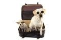 TWO DOGS GOING ON VACATIONS. JACK RUSSELL AND LABRADOR INSIDE A RED VINTAGE SUITCASE. ISOLATED SHOT AGAINST WHITE BACKGROUND