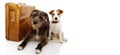 TWO DOGS GOING ON VACATIONS. JACK RUSSELL AND SHEEPDOG NEXT TO A VINTAGE SUITCASE. ISOLATED SHOT AGAINST WHITE BACKGROUND