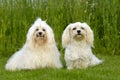 Two dogs on grass Royalty Free Stock Photo