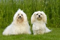 Two dogs on grass Royalty Free Stock Photo