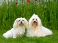 Two dogs, grass and flowers Royalty Free Stock Photo