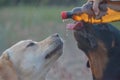 Two dogs greedily catch water from a brown plastic bottle. A Rot Royalty Free Stock Photo