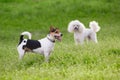 Two dogs on green grass in springtime Royalty Free Stock Photo