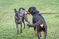 Two dogs greeting each other at the field Royalty Free Stock Photo