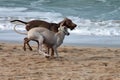 Two dogs, a greyhound and a Weimaraner play and have fun on the Vao beach, Vigo, Pontevedra, Galicia, Spain Royalty Free Stock Photo