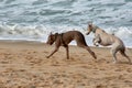 Two dogs, a greyhound and a Weimaraner play and have fun on the Vao beach, Vigo, Pontevedra, Galicia, Spain Royalty Free Stock Photo