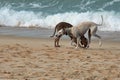 Two dogs, a greyhound and a Weimaraner play and have fun on the Vao beach, Vigo, Pontevedra, Galicia, Spain Royalty Free Stock Photo