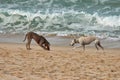 Two dogs, a greyhound and a Weimaraner play and have fun on the Vao beach, Vigo, Pontevedra, Galicia, Spain Royalty Free Stock Photo