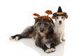 TWO DOGS HALLOWEEN. JACK RUSSELL DRESSED AS A WIZARD OR WITCH AND SHEEPDOG WEARING A SIGN HEADBAND WITH A CANDY BAG. ISOLATED ON